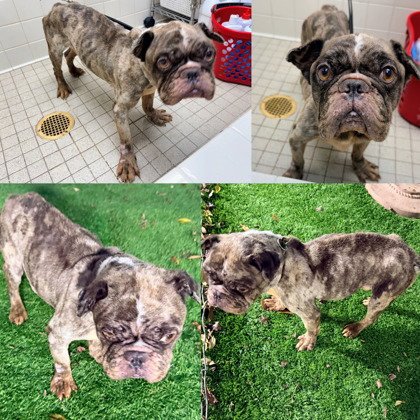 NATHAN DRAKE - French Bulldog available for adoption