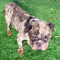 Nathan Drake - Photo 3