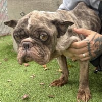 Nathan Drake - Photo 4