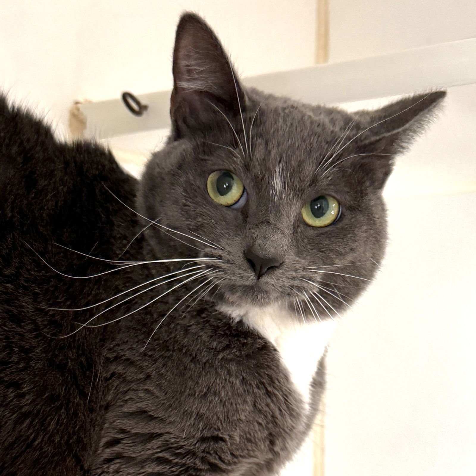 WICKIE (BONDED W/DAWN) - Domestic Short Hair available for adoption