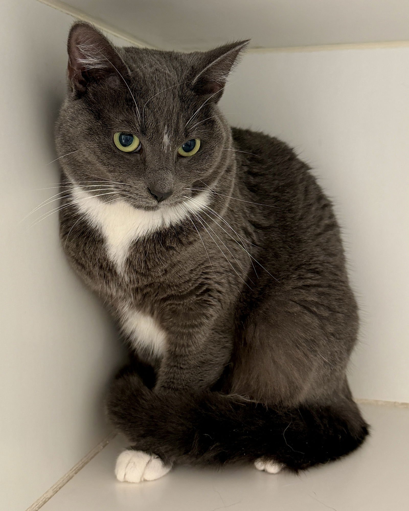 WICKIE (BONDED W/DAWN) - Domestic Short Hair available for adoption