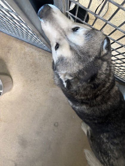 SKYLINE - Husky available for adoption