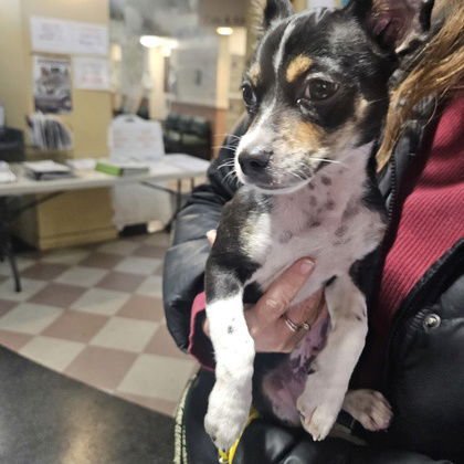 VINNY - Jack Russell Terrier (Parson Russell Terrier) available for adoption