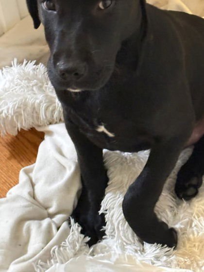 BIZKIT - Mastiff available for adoption