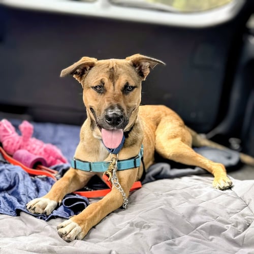 CARMEL - Pit Bull Terrier available for adoption