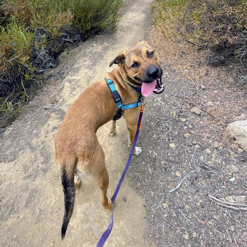 CARMEL - Pit Bull Terrier available for adoption