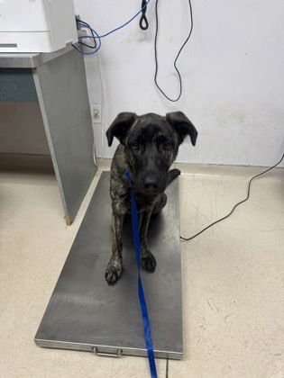 MILKA - Shepherd available for adoption