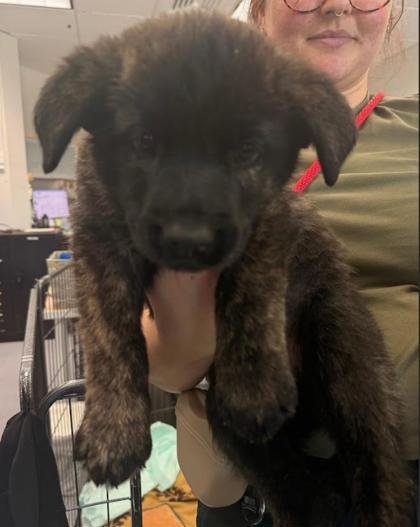 MILKA - Shepherd available for adoption