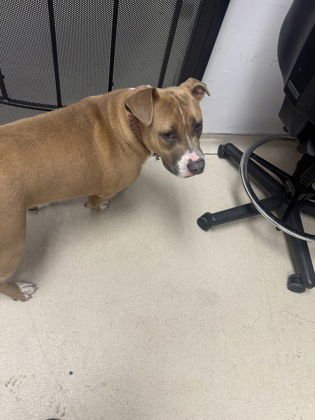 CELESTINE - Pit Bull Terrier available for adoption