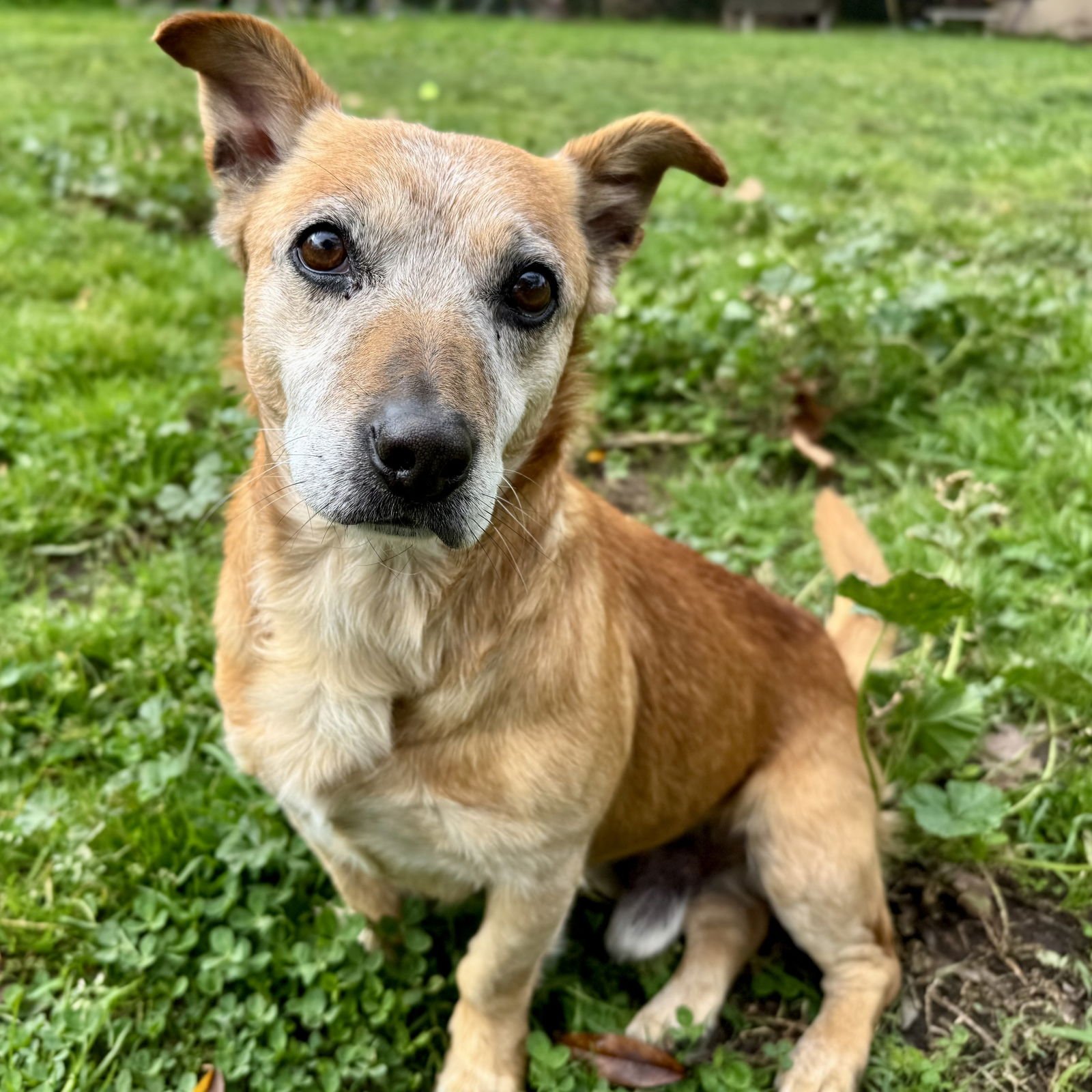 WALTER - Chihuahua available for adoption