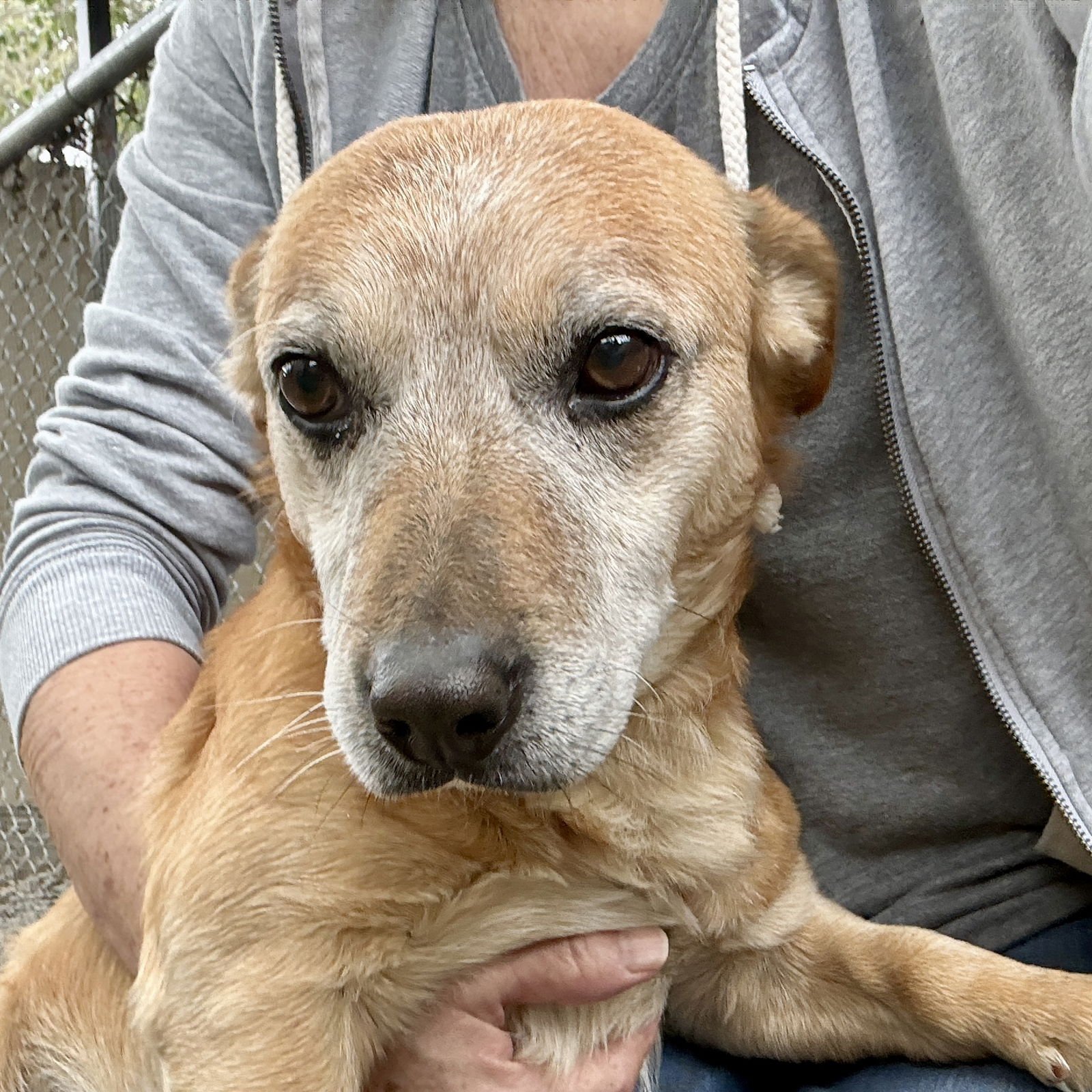 WALTER - Chihuahua available for adoption