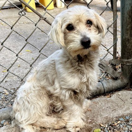 WINKY (BONDED WITH BINKY 89936)