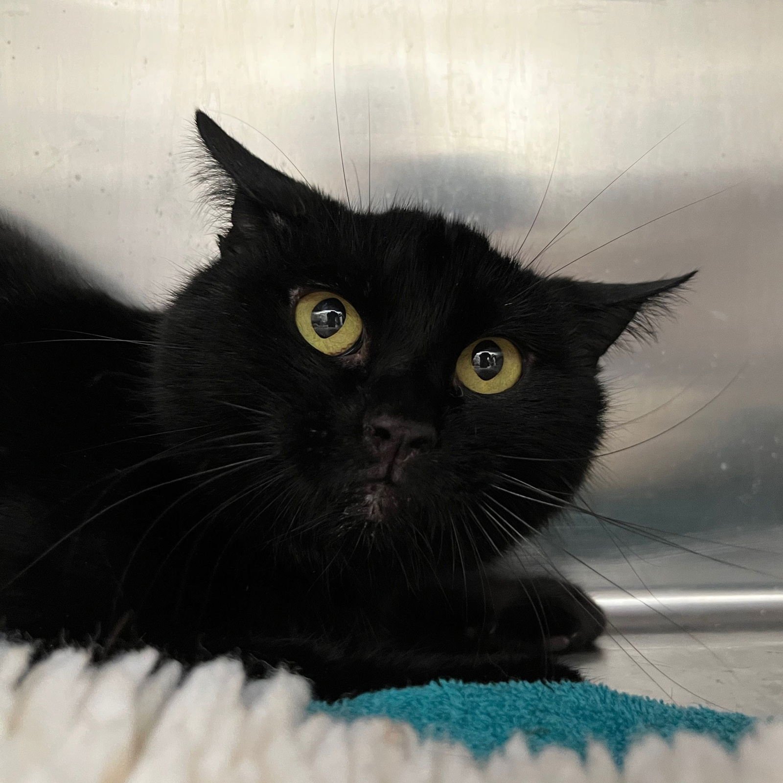 PADDINGTON BEAR - Domestic Short Hair available for adoption