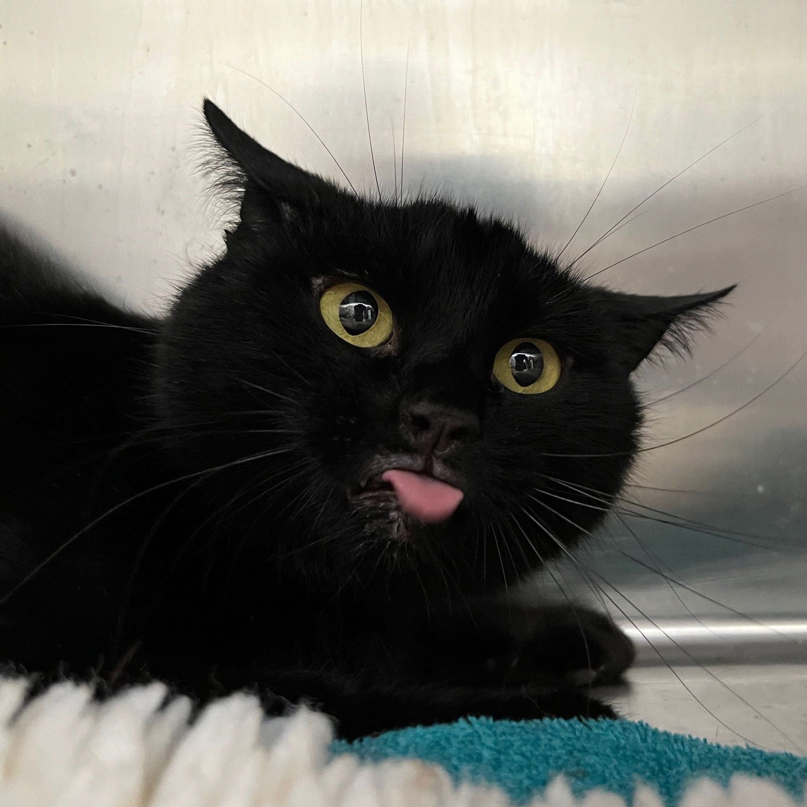 PADDINGTON BEAR - Domestic Short Hair available for adoption