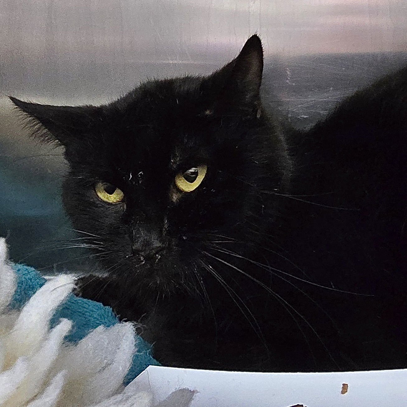 Paddington Bear - Photo 3