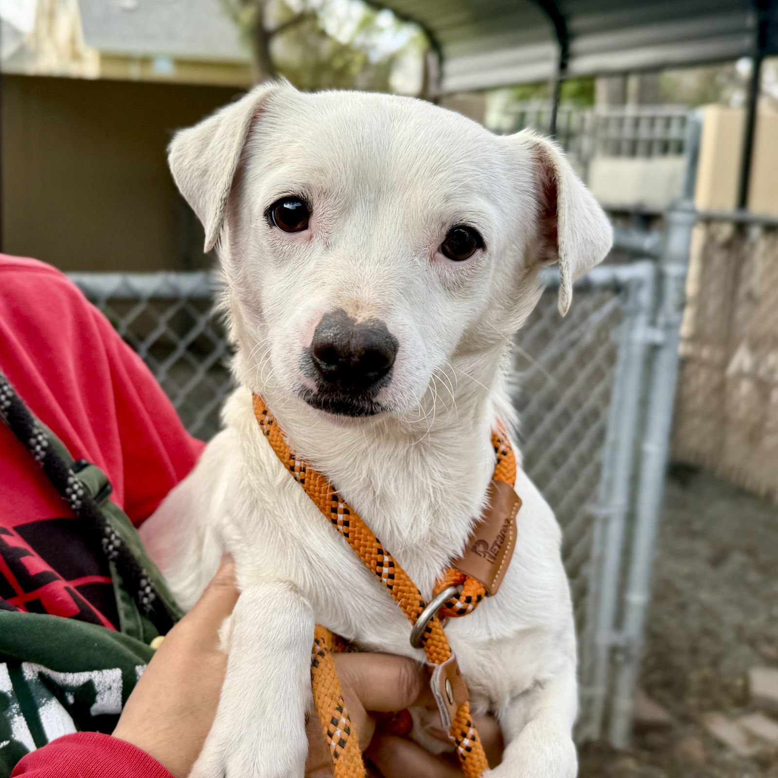 COLLINS - Chihuahua available for adoption