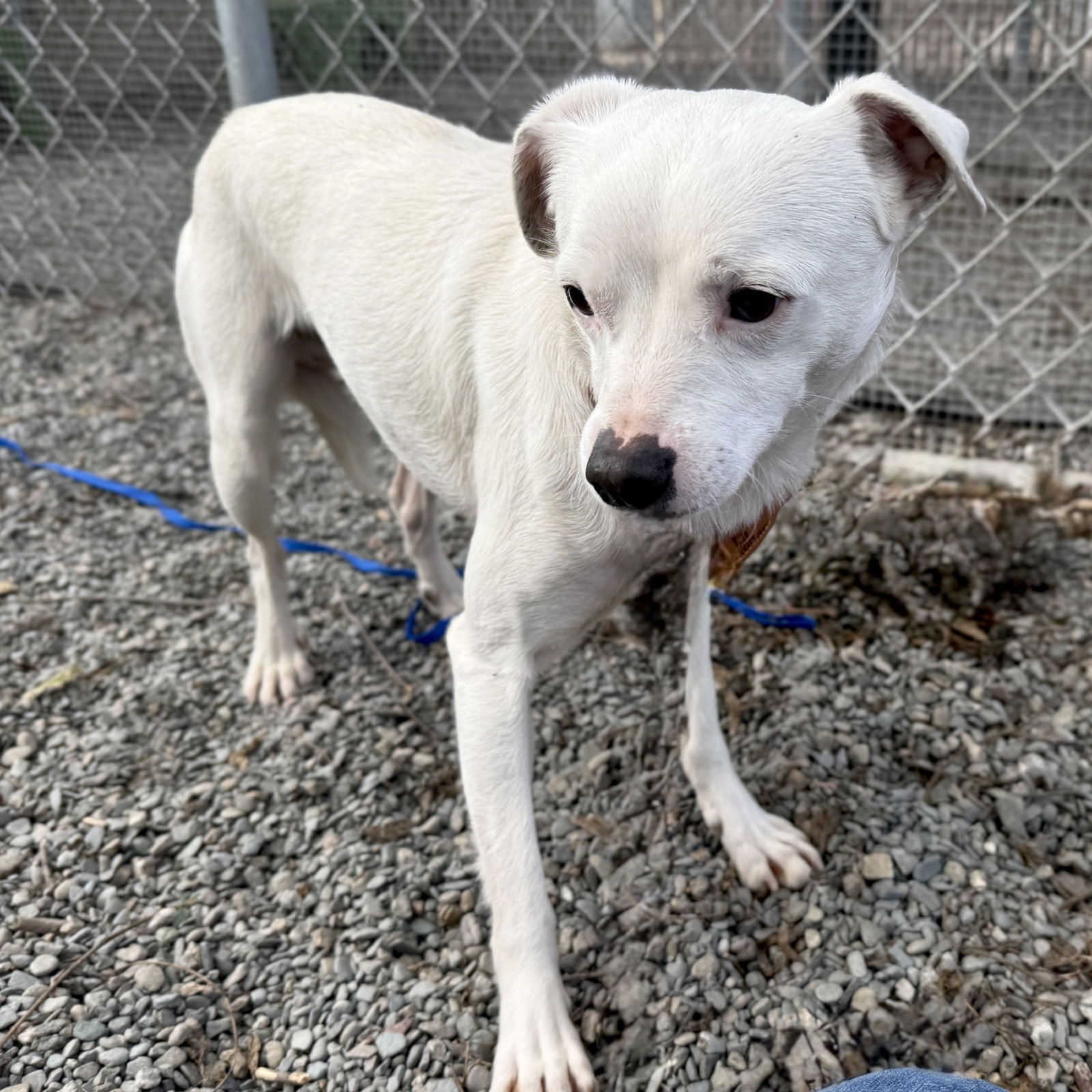 COLLINS - Chihuahua available for adoption