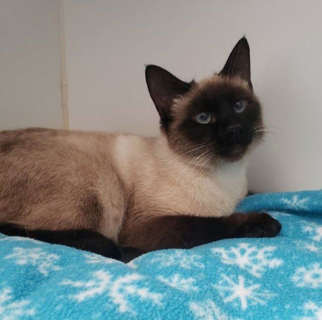 WILLA - Siamese available for adoption