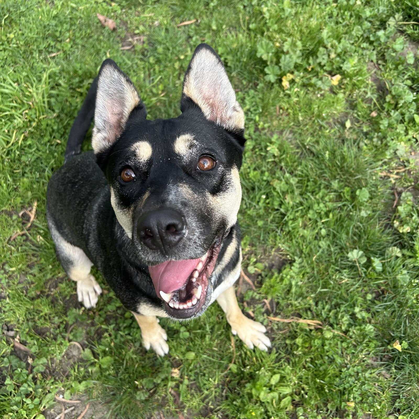 GLOWY - Australian Cattle Dog/Blue Heeler / Pit Bull Terrier available for adoption