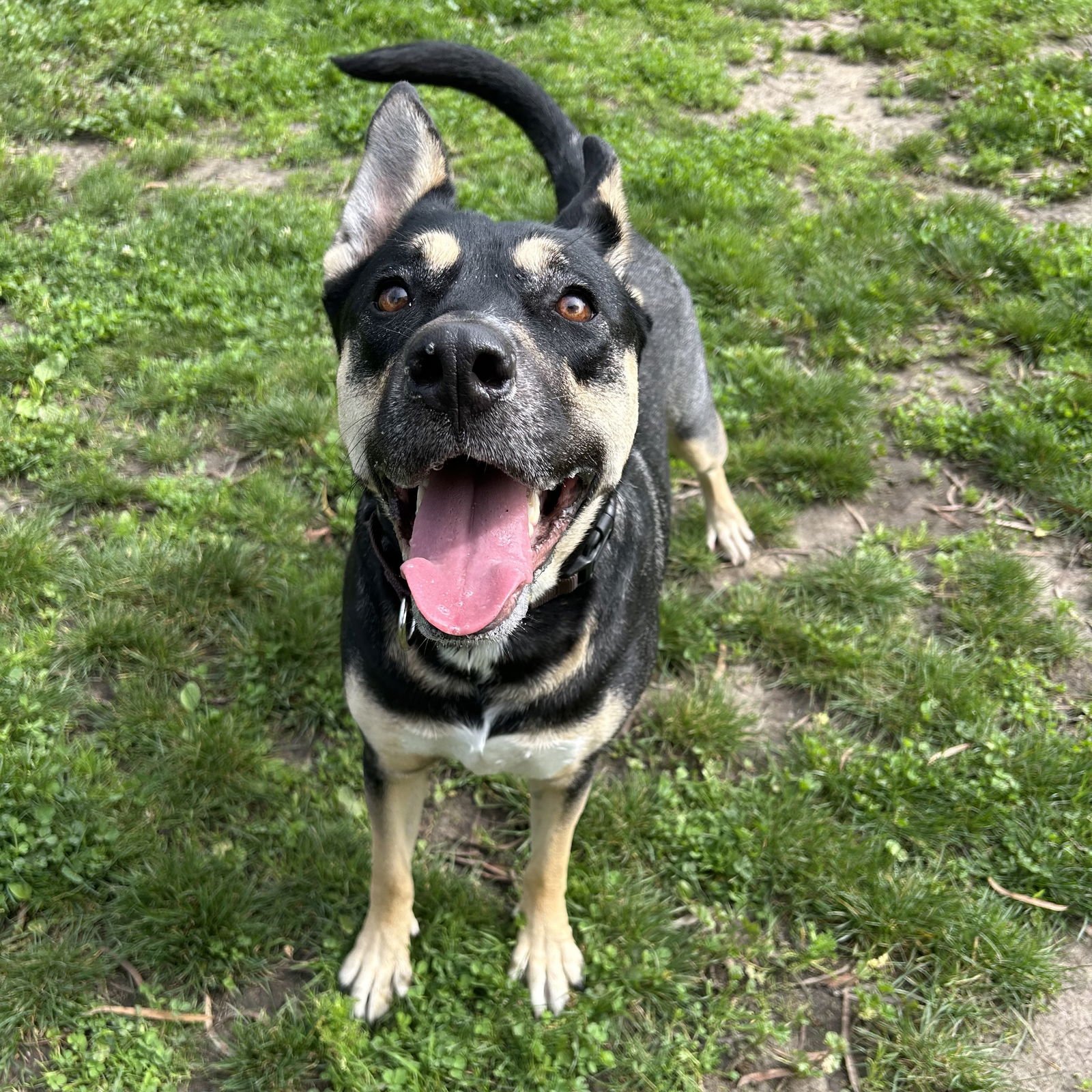 GLOWY - Australian Cattle Dog/Blue Heeler / Pit Bull Terrier available for adoption