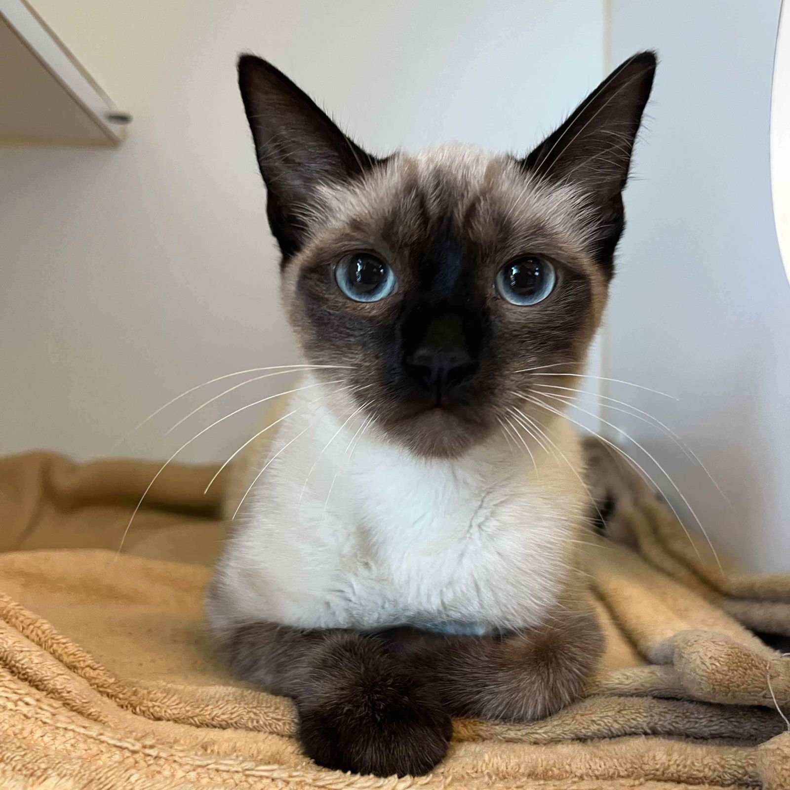 ELOISE (BONDED W/ PENELOPE) - Siamese available for adoption