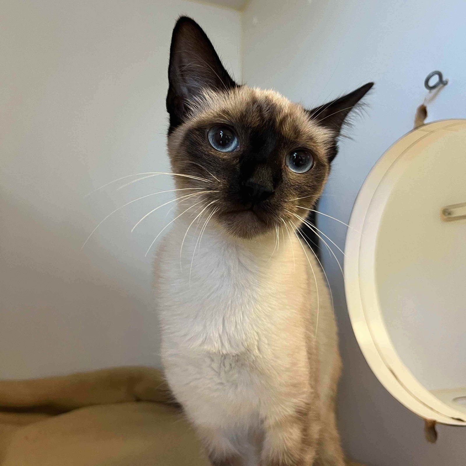 ELOISE (BONDED W/ PENELOPE) - Siamese available for adoption