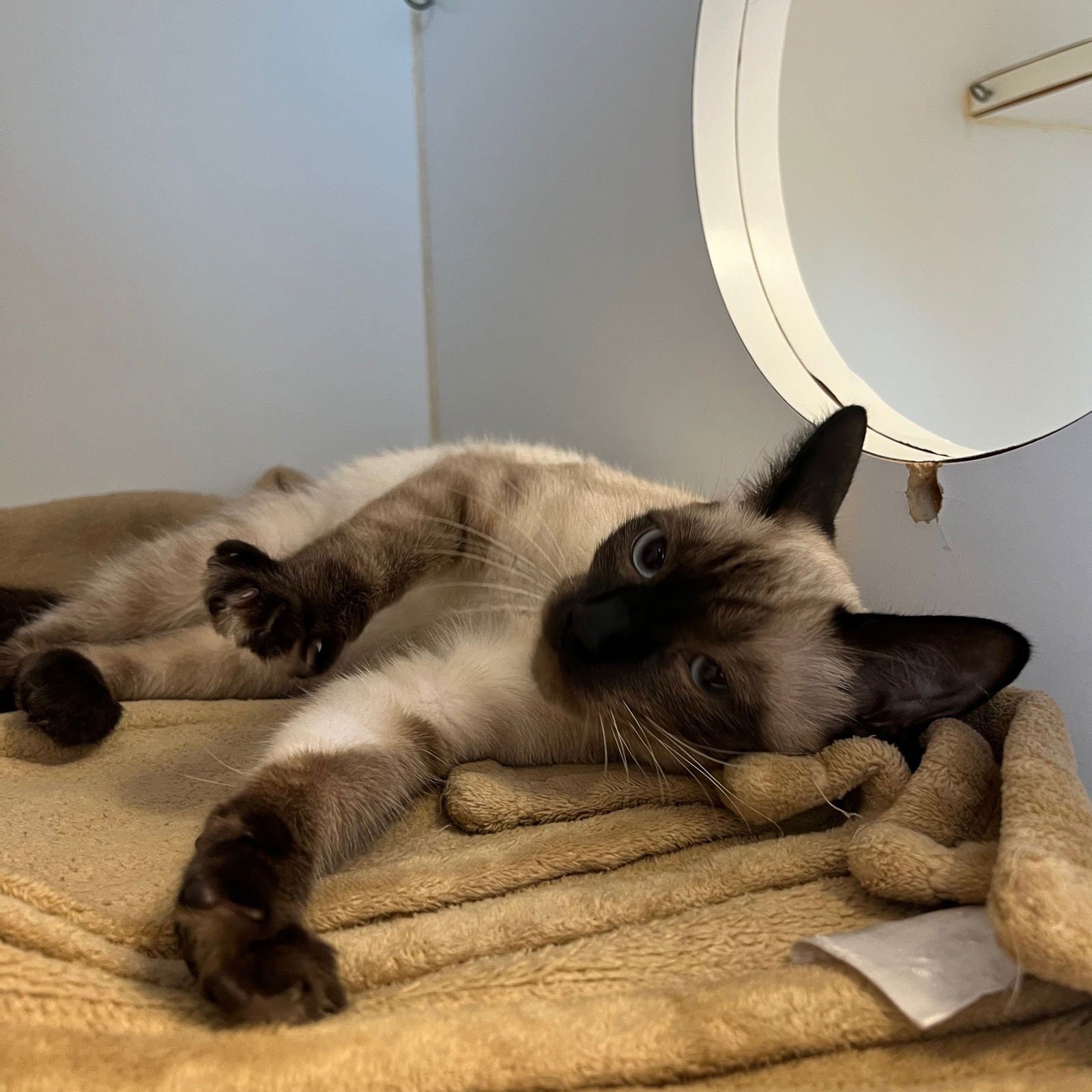 Eloise (bonded w/ Penelope) - Photo 3