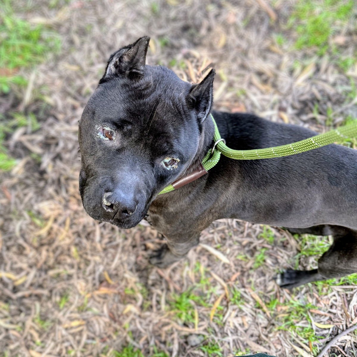 ROOK - American Pit Bull Terrier available for adoption