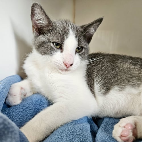CLOUD (BONDED W/ SHADOW) - Domestic Short Hair available for adoption