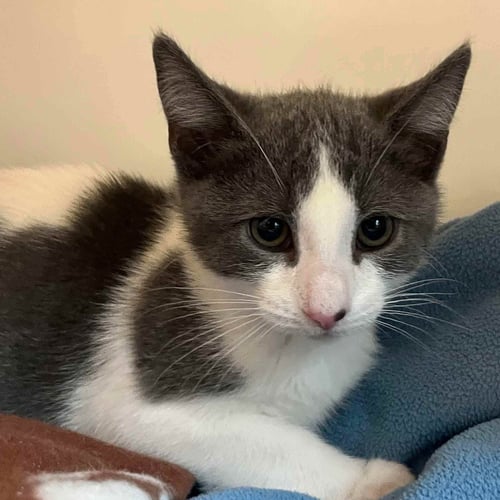 CLOUD (BONDED W/ SHADOW) - Domestic Short Hair available for adoption