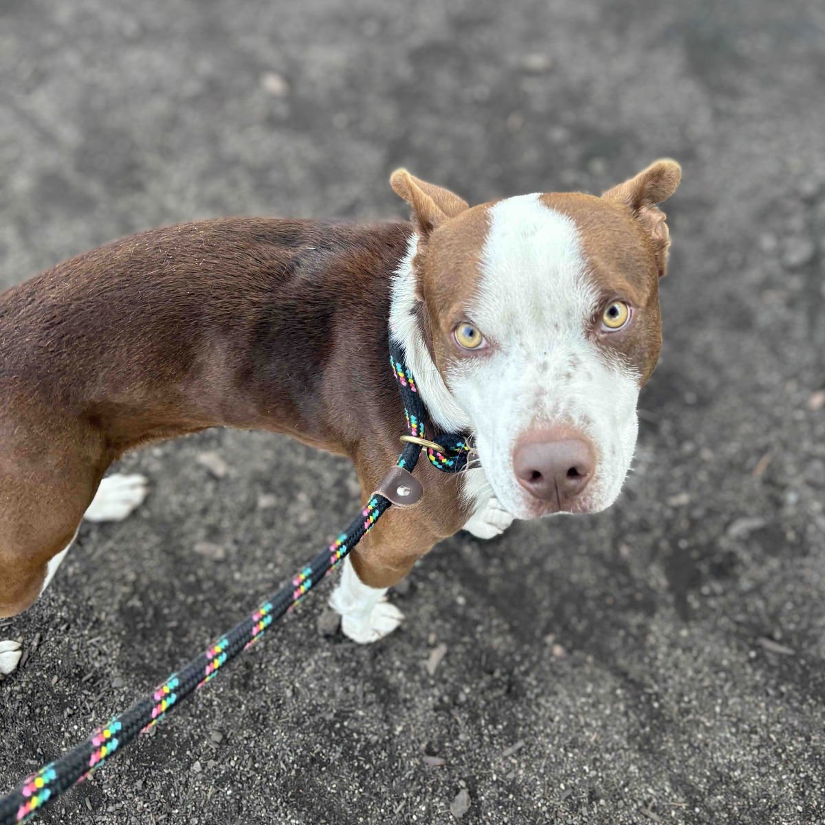 CITRINE - American Pit Bull Terrier available for adoption