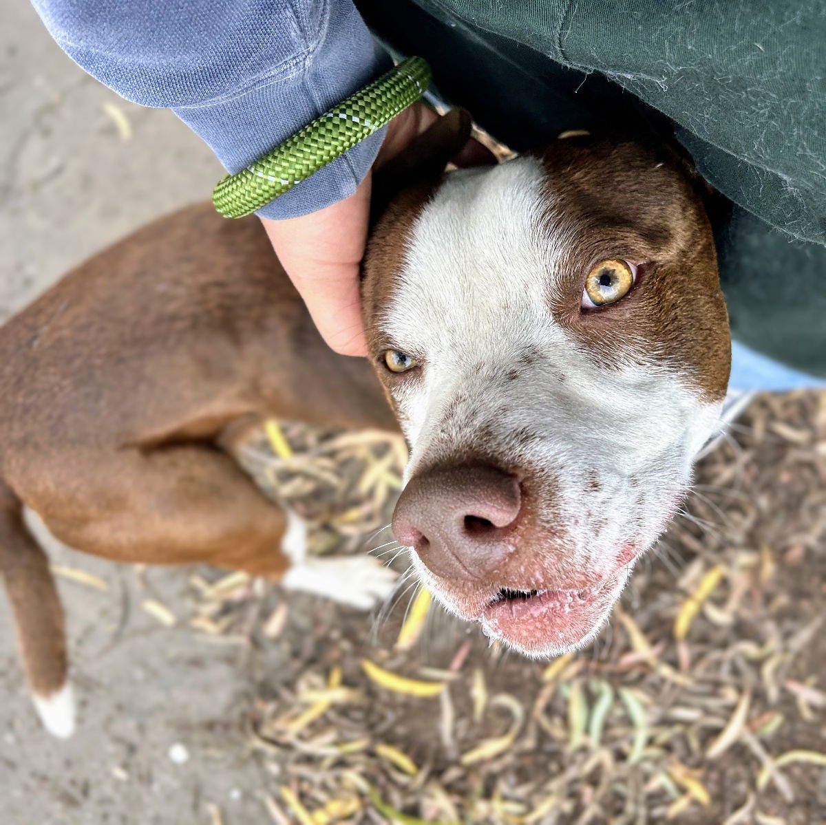 CITRINE - American Pit Bull Terrier available for adoption