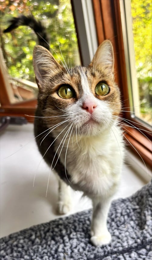 TRES LECHES - Domestic Short Hair available for adoption