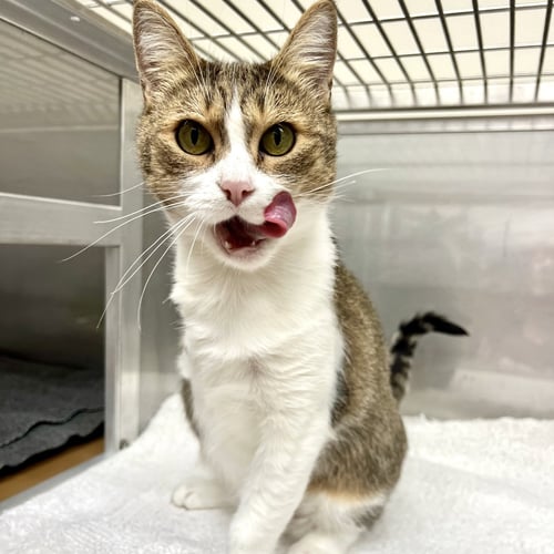 TRES LECHES - Domestic Short Hair available for adoption