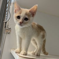 Creme (bonded w/ Fudge) - Photo 1