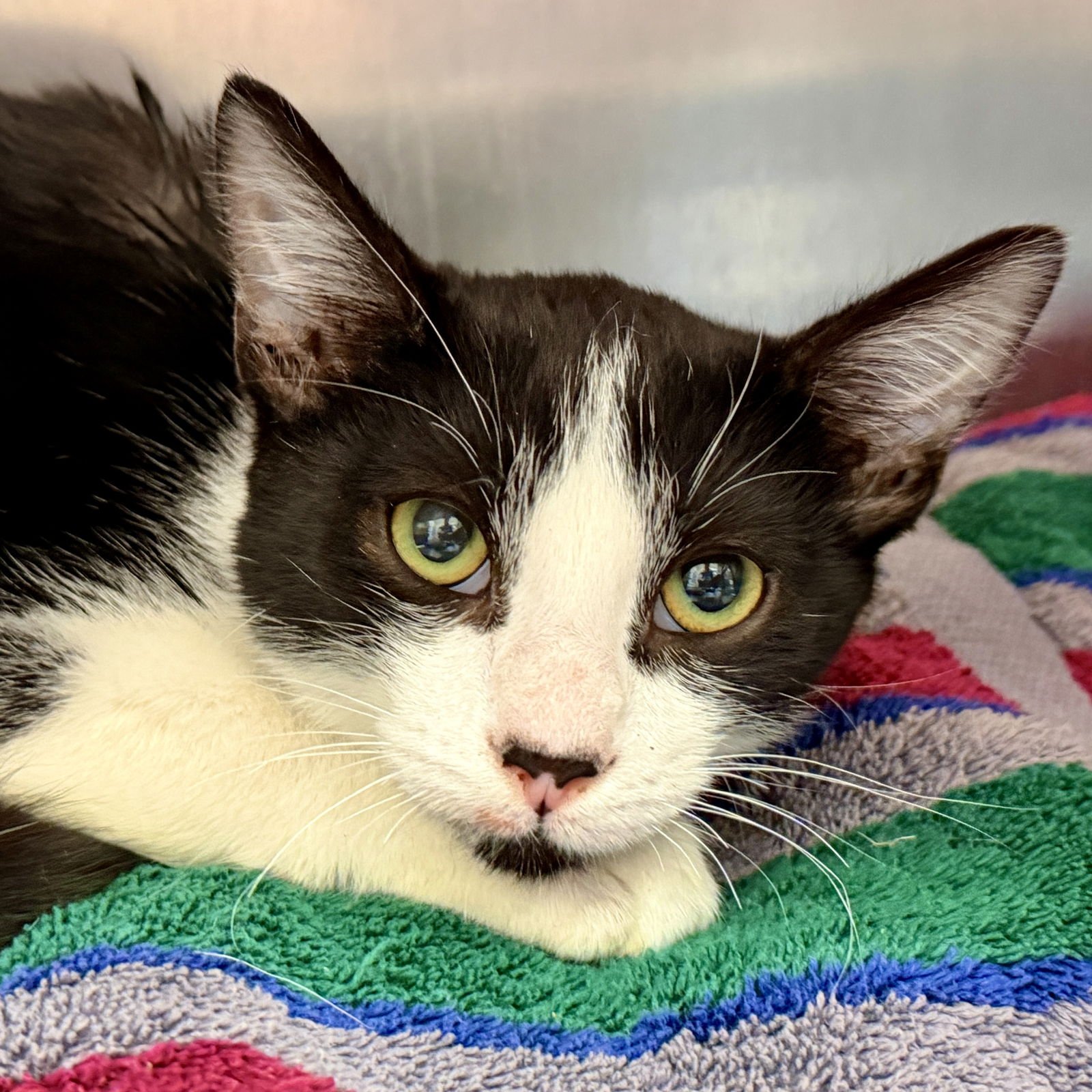 SHRIMPY - Domestic Short Hair available for adoption