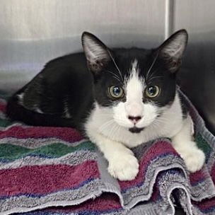 SHRIMPY - Domestic Short Hair available for adoption