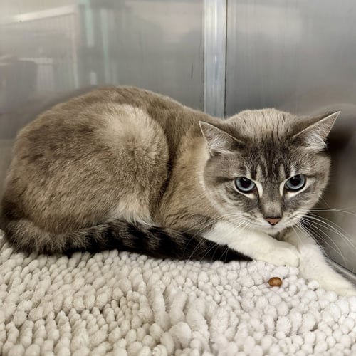 LUCA (BONDED W/ ROMA) - Domestic Short Hair available for adoption