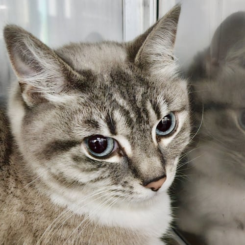 LUCA (BONDED W/ ROMA) - Domestic Short Hair available for adoption