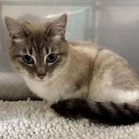 Luca (bonded w/ Roma) - Photo 3