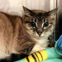 Luca (bonded w/ Roma) - Photo 4