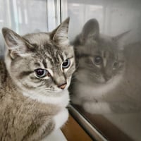 Luca (bonded w/ Roma) - Photo 5