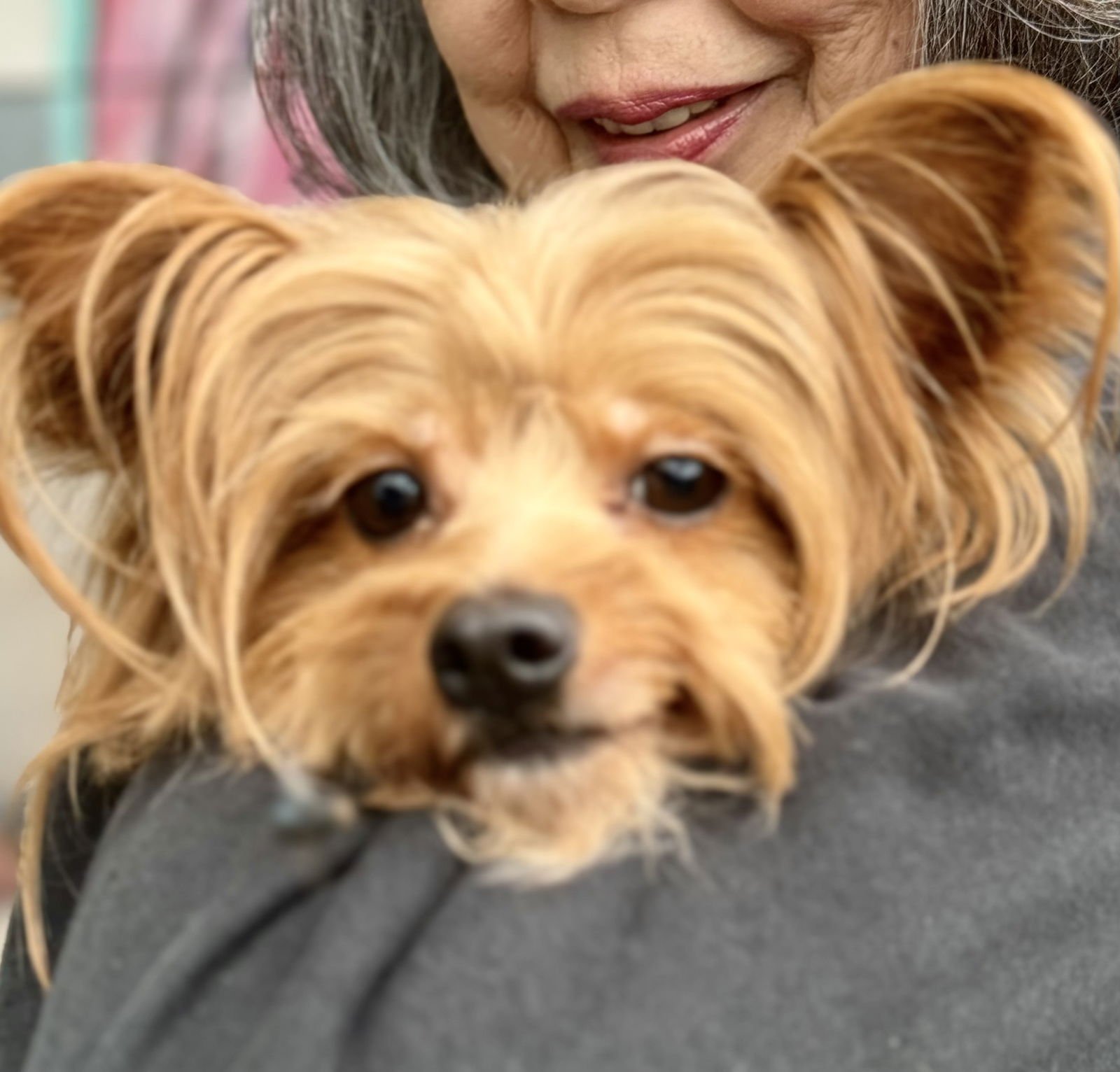 HASHBROWN - Terrier available for adoption