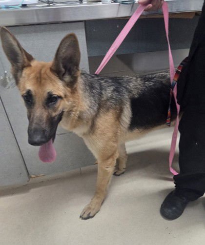 ALMA - German Shepherd Dog available for adoption