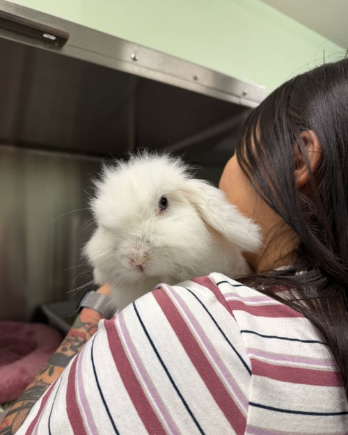 MR. BOOTS - Holland Lop available for adoption