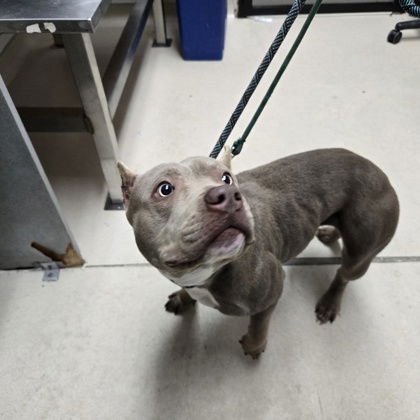 ENOKI - Pit Bull Terrier available for adoption