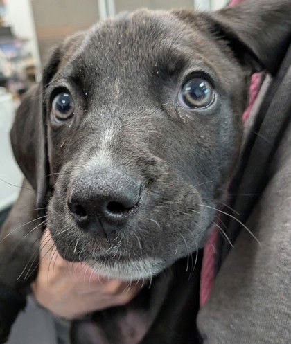 TENZIN - Pit Bull Terrier available for adoption