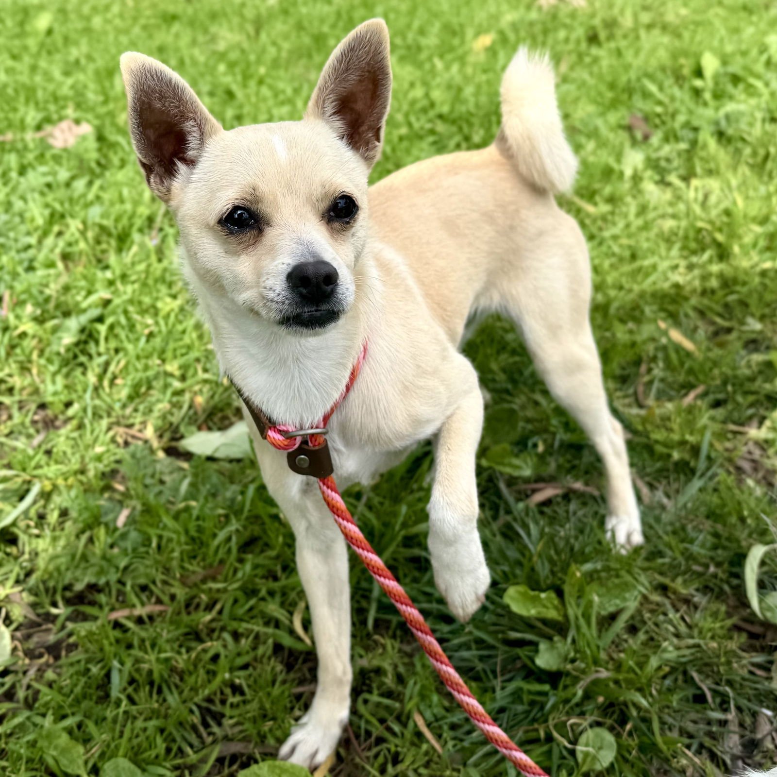 JOYCELYN - Chihuahua available for adoption