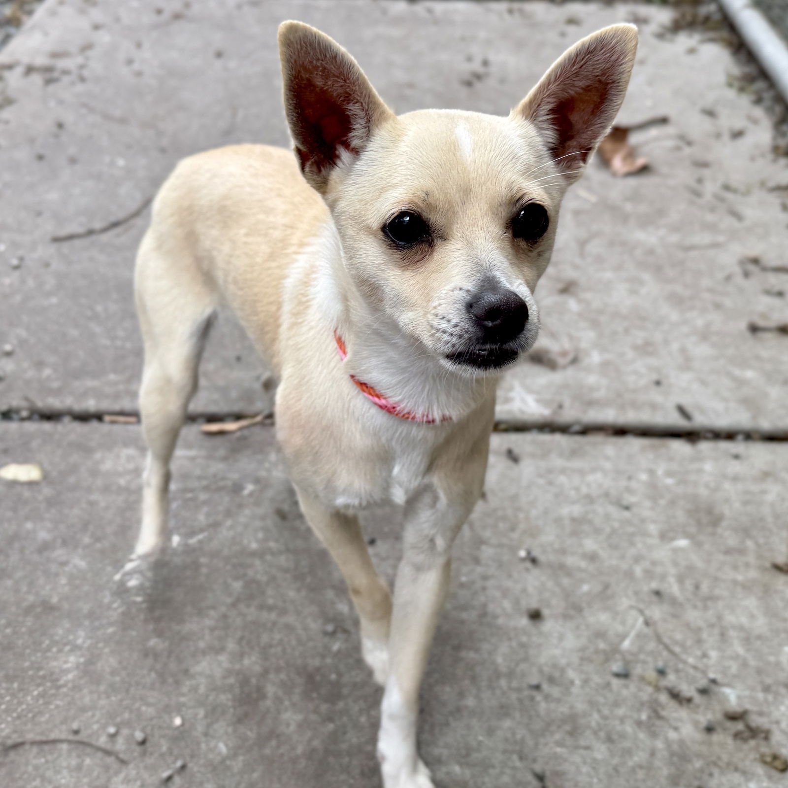 JOYCELYN - Chihuahua available for adoption