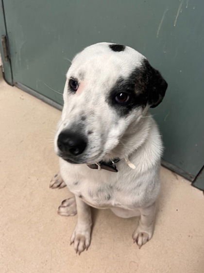 SUNSHINE - Border Collie available for adoption